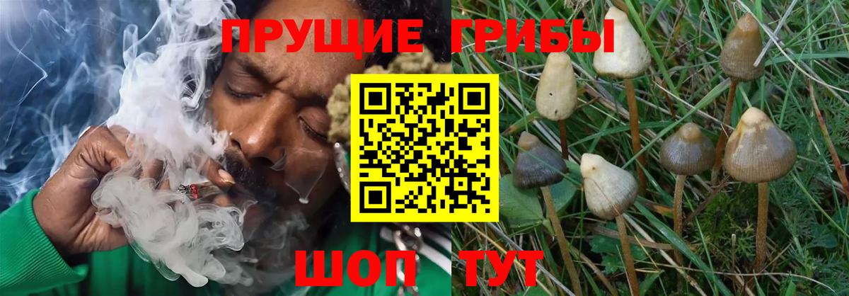 Псилоцибиновые грибы Psilocybe  Изобильный 
